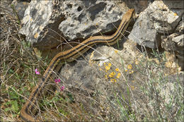 Image of Elaphe quatuorlineata quatuorlineata (Bonnaterre 1790)