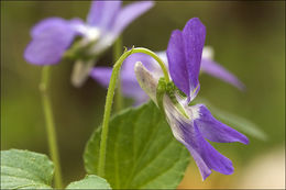 Image of common dog-violet