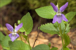 Image of common dog-violet