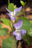 Image of common dog-violet