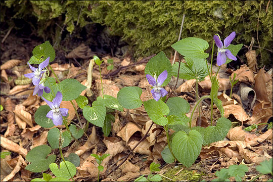 Image of common dog-violet