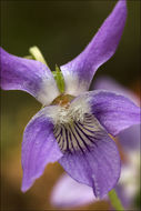 Image of common dog-violet