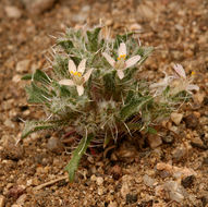 Image of Schott's calico