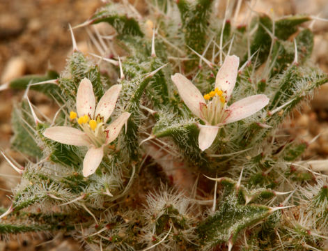 Image of Schott's calico