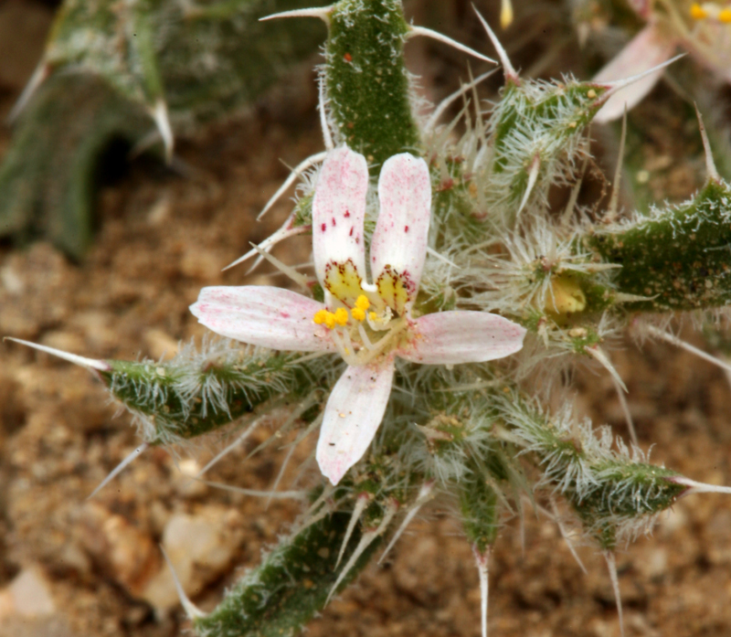 Image of Schott's calico