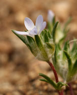 Image of miniature woollystar