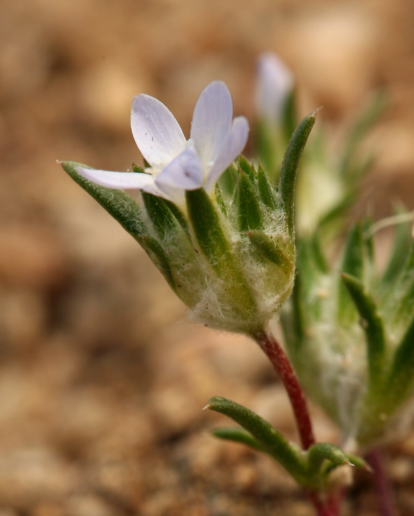 Слика од Eriastrum diffusum (A. Gray) Mason