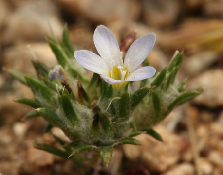 Imagem de Eriastrum diffusum (A. Gray) Mason