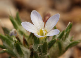 Image of miniature woollystar