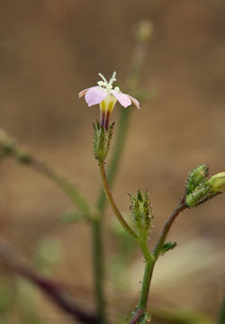 Image of transmontane gilia