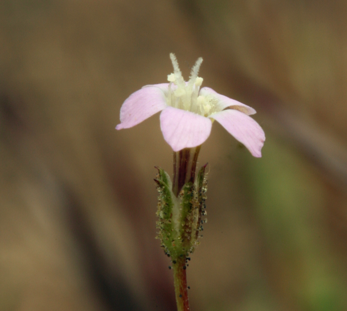 Image of transmontane gilia