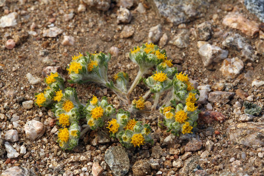 Image of Pringle's woolly sunflower