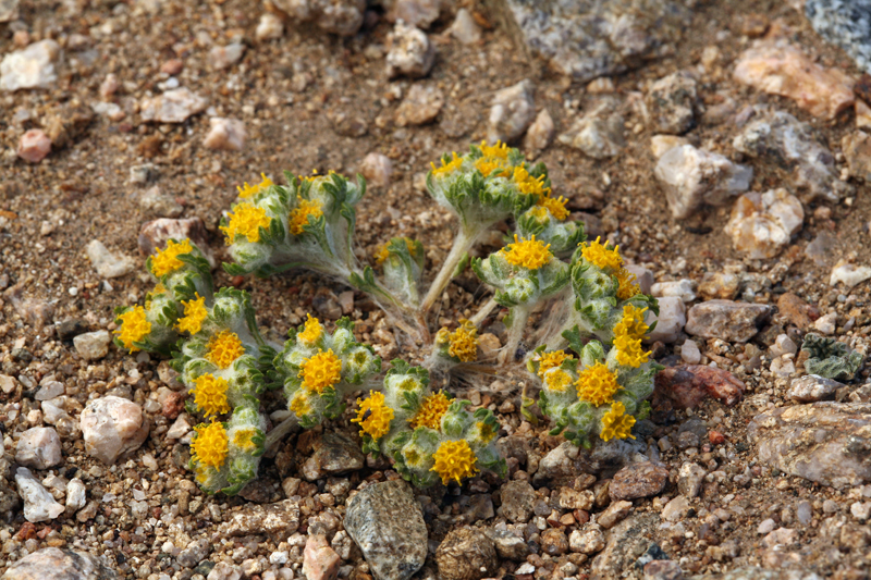 Image de Eriophyllum pringlei A. Gray