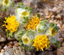 Image of Pringle's woolly sunflower