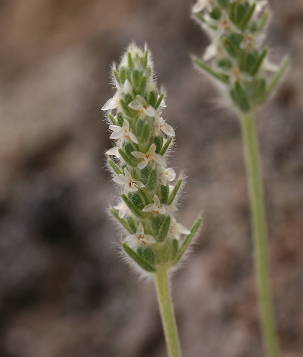 Image of woolly plantain