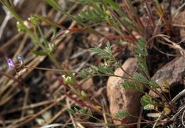 Imagem de Astragalus nuttallianus var. imperfectus (Rydb.) Barneby