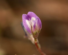 Imagem de Astragalus nuttallianus var. imperfectus (Rydb.) Barneby