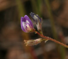 Sivun Astragalus nuttallianus var. imperfectus (Rydb.) Barneby kuva