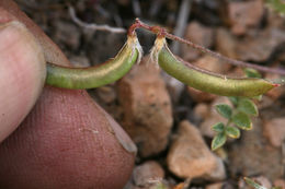 Sivun Astragalus nuttallianus var. imperfectus (Rydb.) Barneby kuva