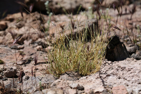 Image of Devils Canyon muhly