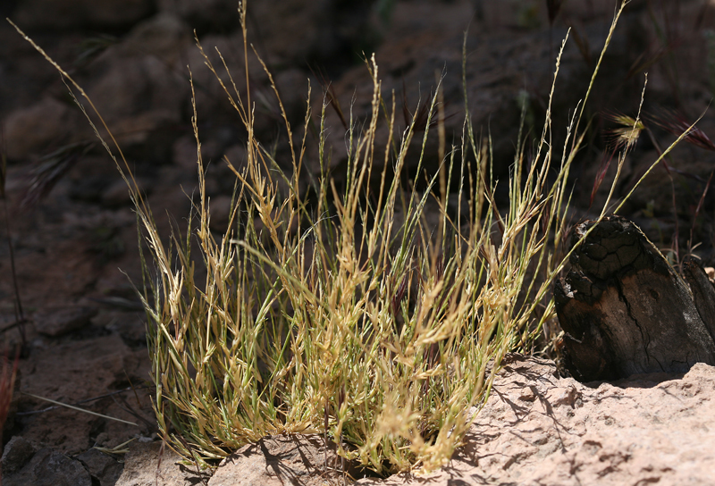 Image of Devils Canyon muhly