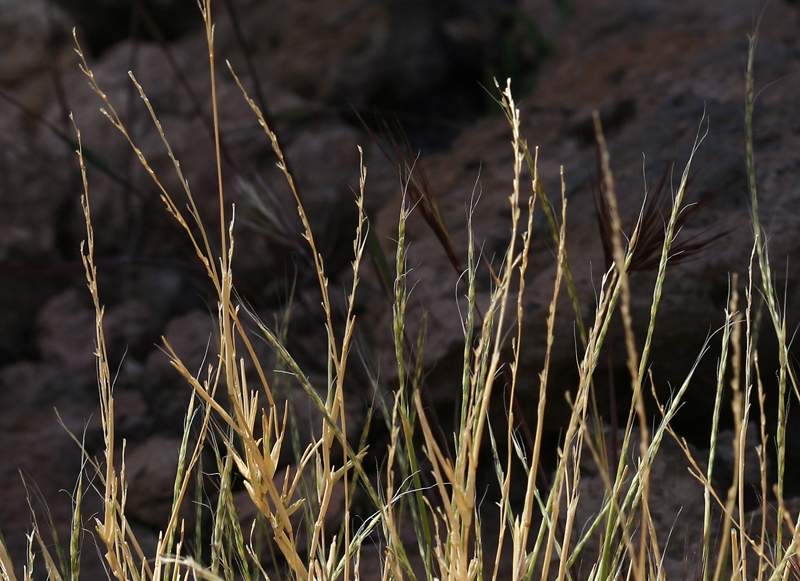 Image of Devils Canyon muhly