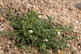 Image of eyed gilia