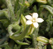 Image of eyed gilia