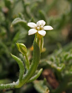 Image of eyed gilia