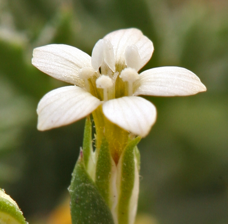 Image of eyed gilia