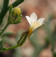 Image of eyed gilia