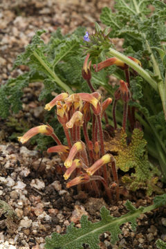 Image of <i>Orobanche fasciculata</i>