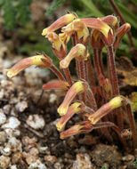 Image of <i>Orobanche fasciculata</i>