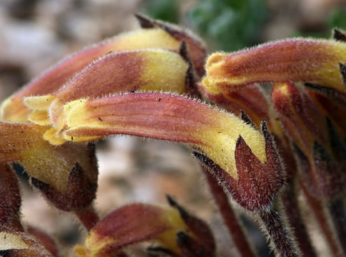 Image of <i>Orobanche fasciculata</i>