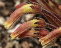 Image of <i>Orobanche fasciculata</i>