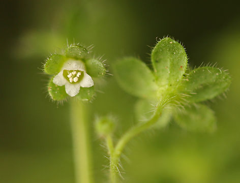 Image de Eucrypta chrysanthemifolia var. bipinnatifida (Torr.) Constance