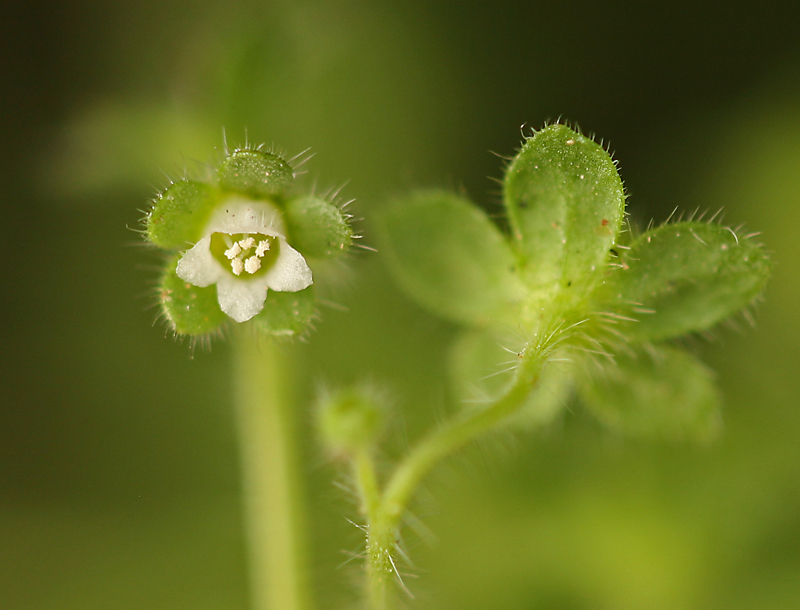 Image of spotted hideseed