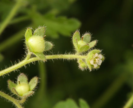 Image de Eucrypta chrysanthemifolia var. bipinnatifida (Torr.) Constance