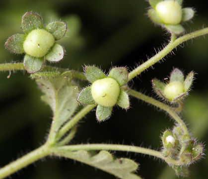 Image de Eucrypta chrysanthemifolia var. bipinnatifida (Torr.) Constance