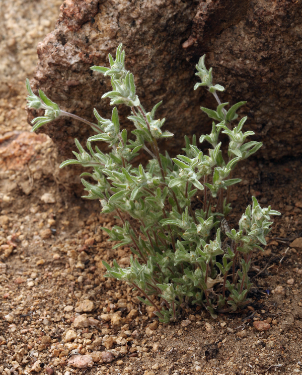 Logfia californica (Nutt.) J. Holub resmi