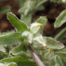 Image of California cottonrose