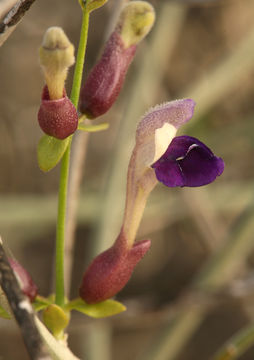 Imagem de Scutellaria mexicana (Torr.) A. J. Paton