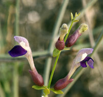 Imagem de Scutellaria mexicana (Torr.) A. J. Paton