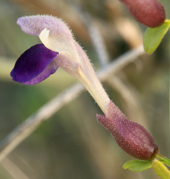 Imagem de Scutellaria mexicana (Torr.) A. J. Paton