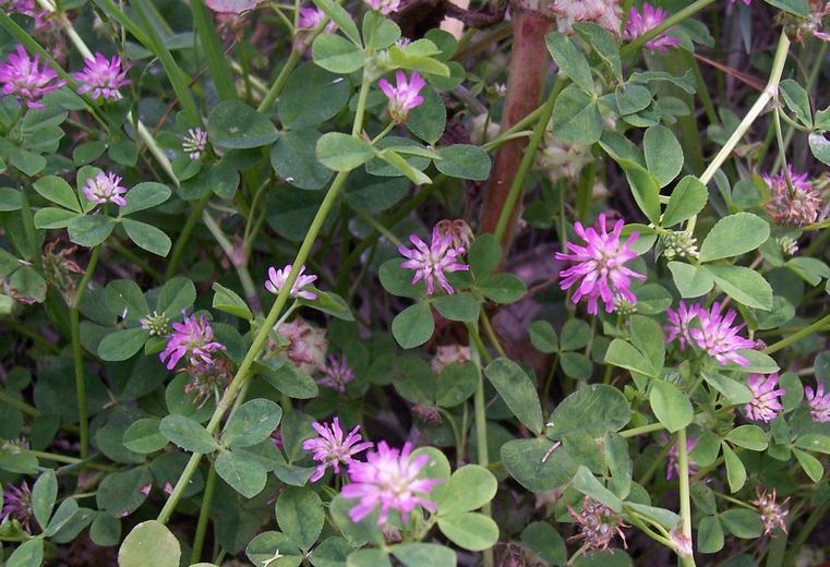 Image of reversed clover