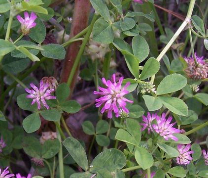 Image of reversed clover