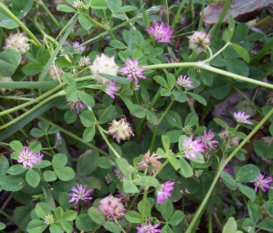 Image of reversed clover