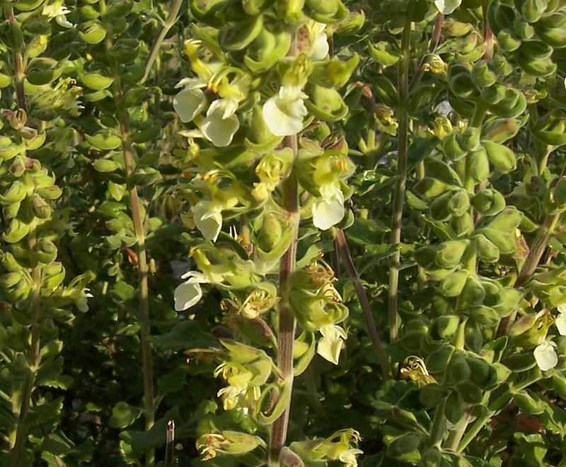 Sivun Teucrium flavum L. kuva