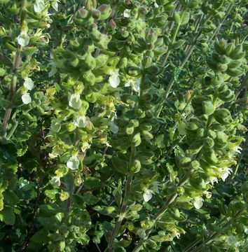 Sivun Teucrium flavum L. kuva