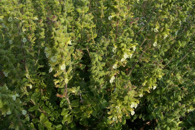 Sivun Teucrium flavum L. kuva